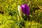 Beautiful wild-growing violet and white crocus