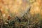 Beautiful wild heather blooming on background of old stump in autumn woods, close up. Autumnal background. Beautiful calluna