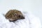 Beautiful wild hedgehog on a white background. Prickly animal posing on a fur blanket on the bed. Protection and