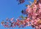 Beautiful Wild Himalayan Cherry at Chiang Mai Royal Agricultural Research CenterKhun Wang