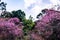 Beautiful Wild Himalayan Cherry Trees in Khun Changkhian Highland Agricultural Research and Training Station