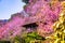 Beautiful Wild Himalayan Cherry Trees in Khun Changkhian Highland Agricultural Research and Training Station