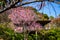 Beautiful Wild Himalayan Cherry Trees in Khun Changkhian Highland Agricultural Research and Training Station