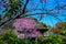 Beautiful Wild Himalayan Cherry Trees in Khun Changkhian Highland Agricultural Research and Training Station