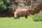 Beautiful wild horn rhino dangerous wild horn huge fast heavy