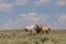 Beautiful Wild Horses in the Colorado Desert in Summer