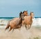 Beautiful wild horses running