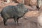 Beautiful wild javelina boar standing on a rock