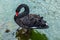 Beautiful, wild, large rare wild bird, black swan in a pond