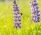 Beautiful wild lupinus flowers and bumblebee