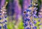 Beautiful wild lupinus flowers and bumblebee