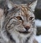 Beautiful wild Lynx looks carefully