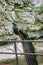 Beautiful wild male peacock bird with colorful feathers,plumage. Indian blue peafowl with close tail sitting on tube in