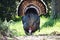 Beautiful Wild Male Turkey Foraging For Food In Early Spring In Northern California