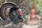 Beautiful Wild Male Turkey Showing Off Its Feathers In Early Spring In Northern California