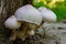 Beautiful wild mushrooms Chlorophyllum molybdites - False Parasol with white cap