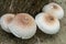 Beautiful wild mushrooms Chlorophyllum molybdites - False Parasol with white cap and brown specks on oak tree stump