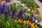 Beautiful wild perennial flowers beds along a walking path