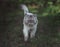 Beautiful and wild persian chinchilla cat with green eyes walking outside.