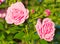 Beautiful wild pink roses