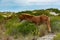 A beautiful wild pony on the dunes of Assateague Island