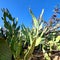 Beautiful Wild Prickly Pear Cactus  Grove plants  Succulent Native Desert Vegatation Skyscape Photography