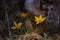 Beautiful wild primroses in the forest. spring