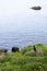 Beautiful wild puffin in the Icelandic village Borgarfjordur eystri