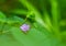 Beautiful wild purple flower in lush green foliage