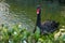 Beautiful wild, rare bird, black swan