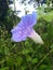 Beautiful wild and rare flower with raindrops