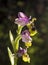Beautiful wild rare orchid Ophrys gr. scolopax also known as the