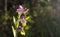 Beautiful wild rare orchid Ophrys gr. scolopax also known as the