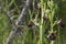 Beautiful wild rare orchid Ophrys sphegodes also known as early spider-orchid