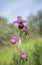 Beautiful wild rare orchid pink Ophrys tenthredinifera