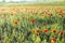 Beautiful wild red flowers in the meadow.Poppies at dawn. Field of red flowers