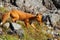 Beautiful wild red fox runs on the slope