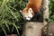 Beautiful wild Red Panda climbing down down a tree