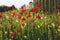 Beautiful wild red poppies spring