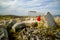 Beautiful wild red poppy flower on the rock with blurry ancient ruin of laodicea in the background.