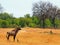 Beautiful wild Roan Antelope  standing looking alert on the African Plains