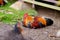 Beautiful wild rooster on Kauai island