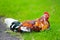 Beautiful wild rooster on Kauai island