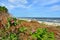 Beautiful wild rose, beach and sea