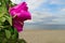 Beautiful wild rose (rosa canina) blooming at the seaside.