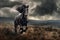 beautiful wild shiny black stallion horse galloping across a vast rugged landscape