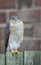 A beautiful, wild, Sparrowhawk, Accipiter nisus, perched on a garden fence looking around for its next meal.