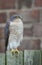 A beautiful, wild, Sparrowhawk, Accipiter nisus, perched on a garden fence looking around for its next meal.