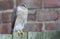 A beautiful, wild, Sparrowhawk, Accipiter nisus, perched on a garden fence looking around for its next meal.