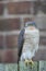 A beautiful, wild, Sparrowhawk, Accipiter nisus, perched on a garden fence looking around for its next meal.